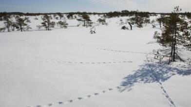 Kuvagalleria Kuva 2/6. Jälkiä hangella Puurijärven ja Isosuon kansallispuistossa. Kuva: Metsähallitus / Ari Ahlfors